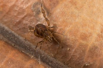 Media type: image; Invertebrate Zoology 151595